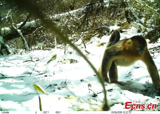 En photos : des animaux sauvages découverts dans une réserve naturelle du Sichuan