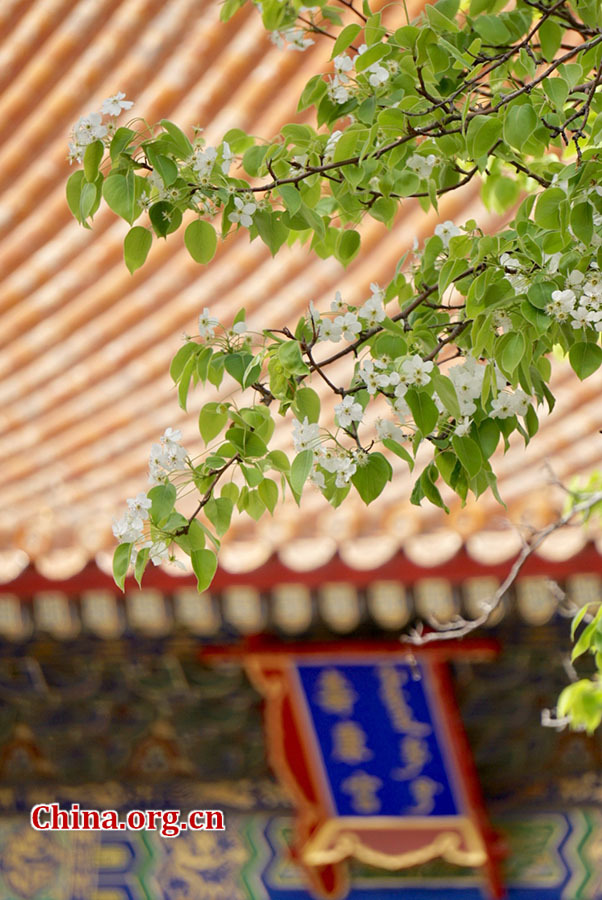 Des poiriers en fleurs avec en fond le Palais Shoukang (Palais de la Longévité et de la Santé) de la Cité Interdite, le 5 avril 2019 à Beijing. (Photo Wan Lina / China.org.cn)