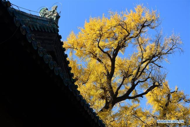 Des ginkgos au temple Dajue à Beijing, capitale de la Chine, le 11 novembre 2019. (Xinhua/Yin Dongxun)