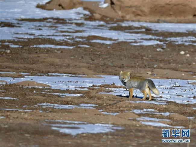 Le 9 novembre, un renard du Tibet marche sur la prairie au xian de Maqin, dans la province du Qinghai. Après des chutes de neige début novembre, de nombreux animaux sauvages sont sortis de la montagne pour chercher de quoi se nourrir dans la réserve naturelle de Sanjiangyuan.