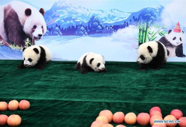 Trois pandas, dont une paire de jumeaux, ont été présentés au public pour la première fois depuis leur naissance en juillet et août de cette année à la Base de recherche de Qinling sur la reproduction des pandas géants de l'Académie des forêts du Shaanxi à Xi'an, capitale de la province du Shaanxi (nord-ouest de la Chine), le 11 novembre 2019. Leurs noms ont également été officiellement dévoilés à cette occasion : ils s’appellent Qin Kuer, Jia Jia et Yuan Yuan.