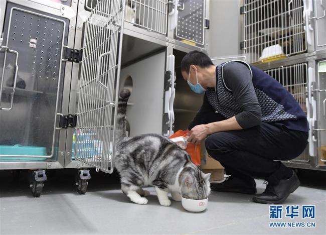 Gao Jindong, un vétérinaire qui prend soins de 8 chiens et de 14 chats durant l’épidémie