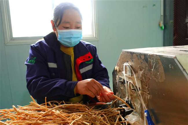 Εργαζόμενη επιλέγει (挑選 tiāoxuǎn) κινέζικα φαρμακευτικά βότανα σε έναν αγροτικό συνεταιρισμό στην πόλη Τσαμπού στο Μινσιάν, στην επαρχία Γκανσού της βορειοδυτικής Κίνας, την 1η Σεπτεμβρίου 2020. [Φωτογραφία: China Plus]
