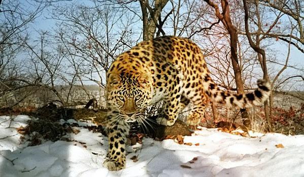 На границе Китая и России может появиться международный национальный парк “Земля больших кошек”. 