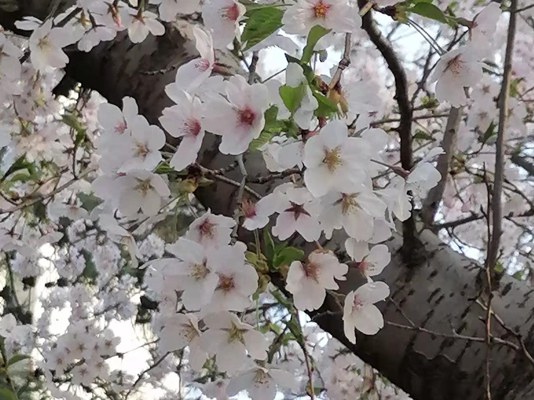 4月5日　火曜日