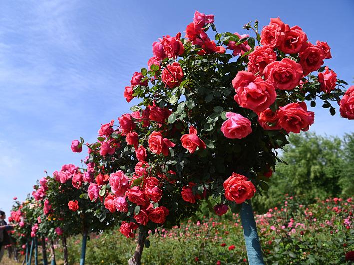 5月23日　火曜日