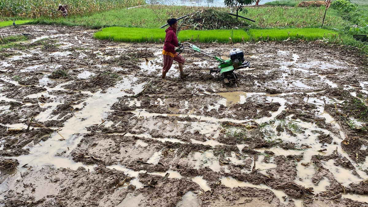 नेपालमा धान रोपाइँ अन्तिम चरणमाः अन्न भण्डारमै रोपाइँ ६० प्रतिशतमात्र