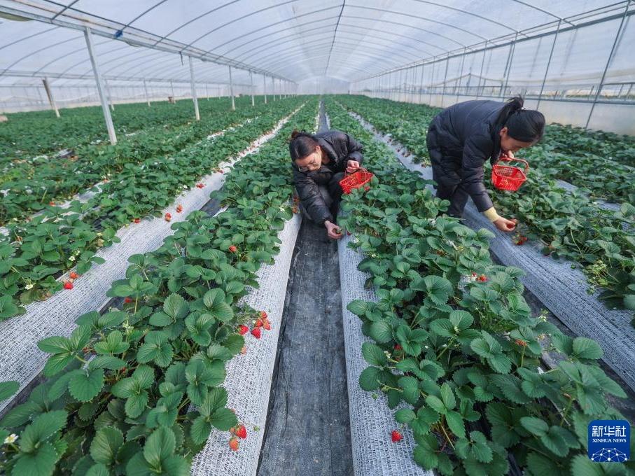 Industri Strawberi Makmur di Jiande
