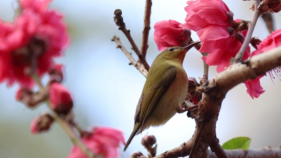پرندگان در میان شکوفه‌های هلو
