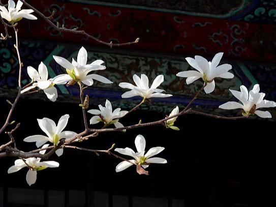 Bunga Magnolia Serlah Keindahan Taman Yihe
