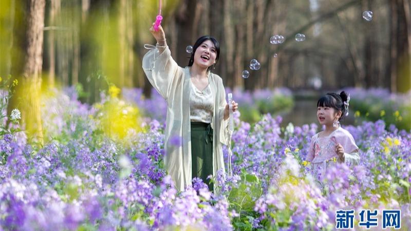 لذت بردن از مناظر زیبای بهاری در پارک تالاب شینگ‌هوا