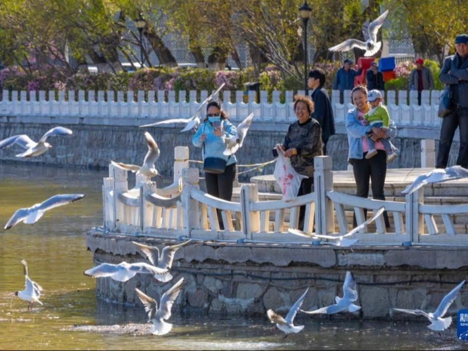 Qiqihaer: Burung Camar Pulang Balik