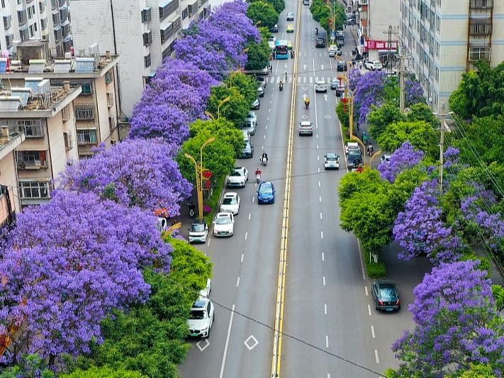 Kemekaran Bunga Jacaranda Mimosifolia Indahkan Dali