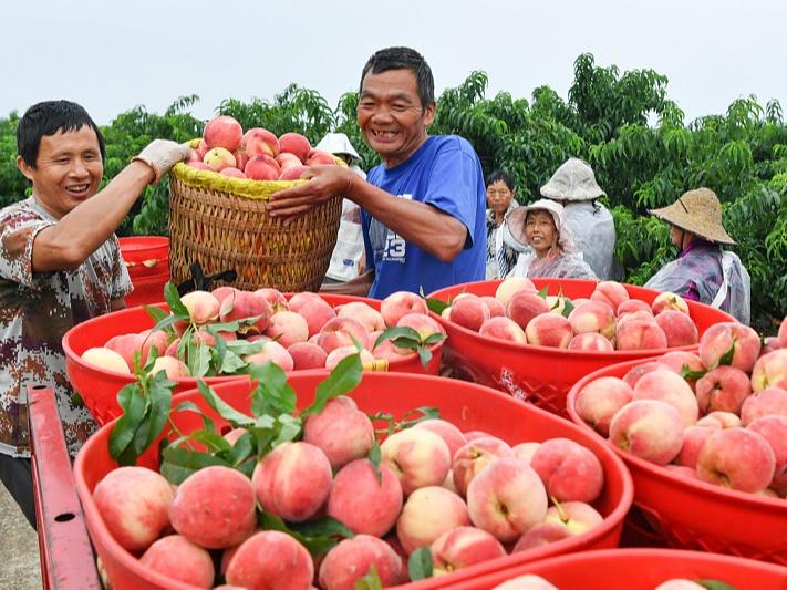 Tuaian Buah Pic di Sichuan