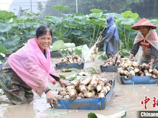 Sibuk Menuai Akar Teratai