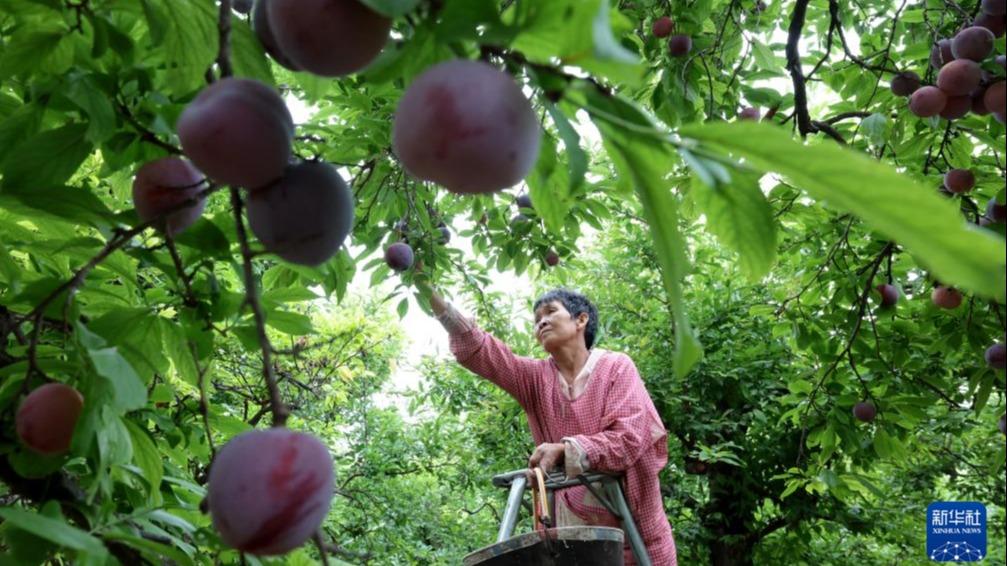 Buah Plum Jana Pendapatan Lumayan