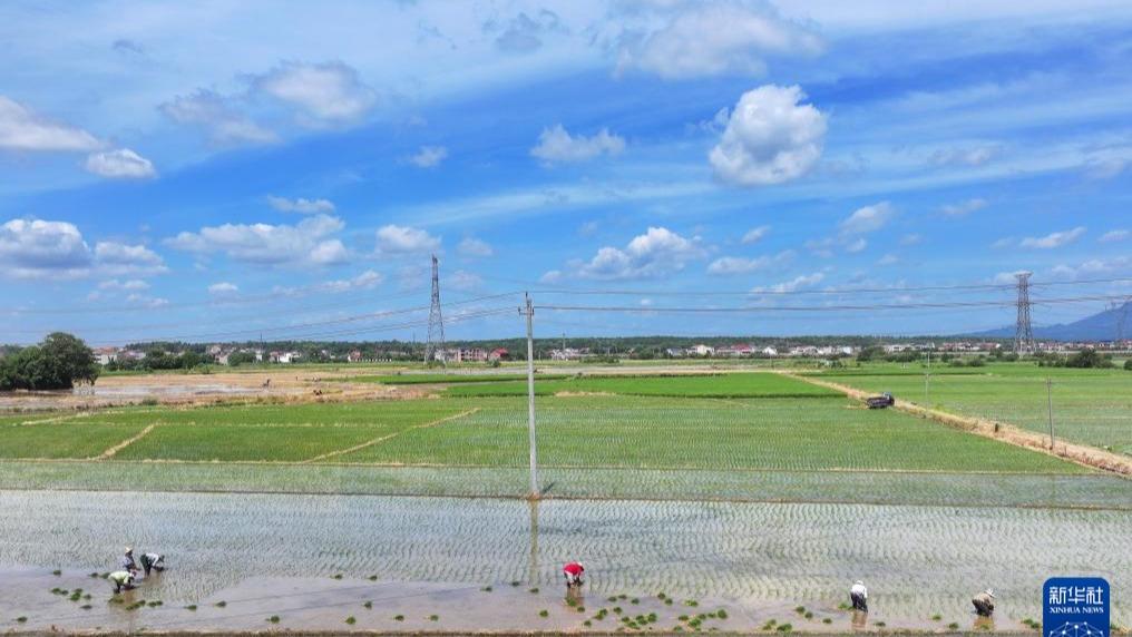 Petani Sibuk Bercucuk Tanam di Ladang