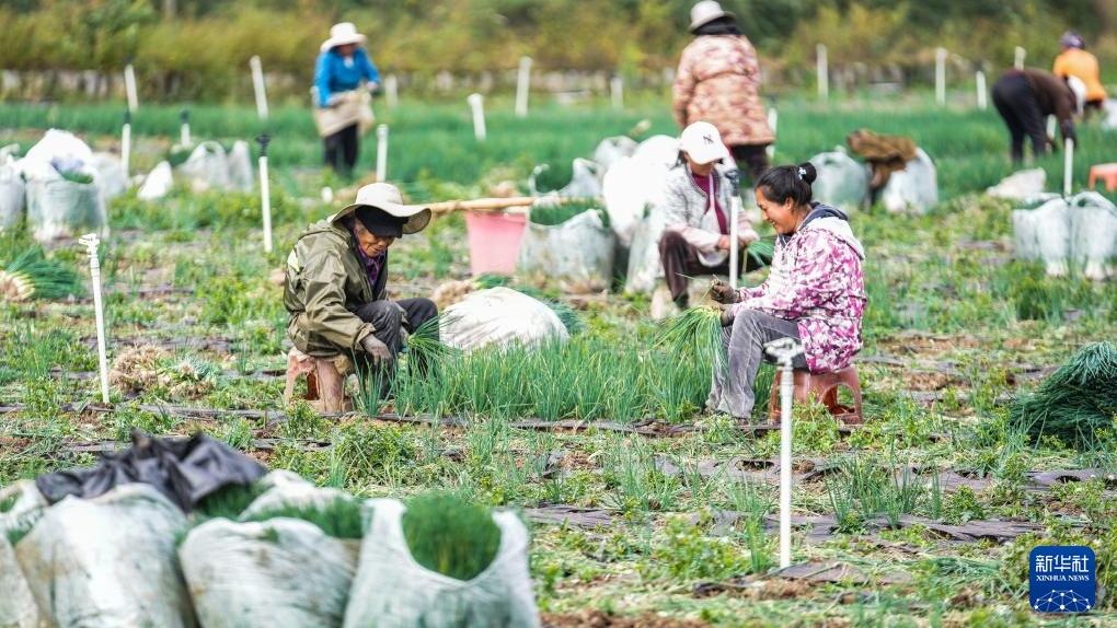 Jana Pendapatan dengan Tanaman Bawang Harum