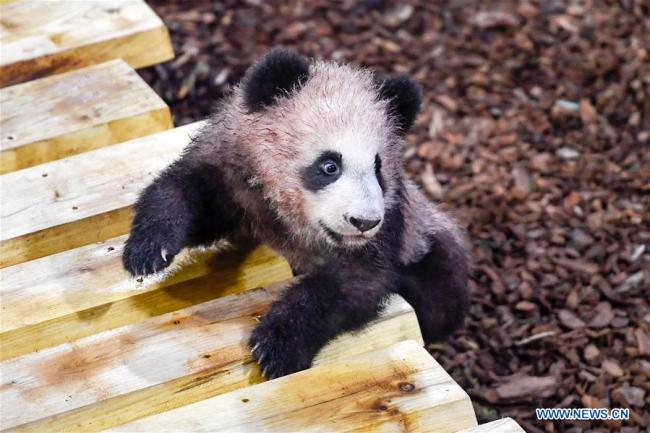 Yuan Meng, le bébé panda "français" fait sa première sortie publique