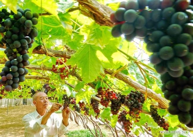 Culture de la vigne dans un bourg de Changli, un district de la province chinoise du Hebei (nord), le 24 avril 2018. La superficie des plantations de raisin destiné à la production de vin et à la consommation a atteint 3.333 hectares, générant chaque année une production d'une valeur supérieure à 48 millions de dollars. (Photo : Yang Shiyao)