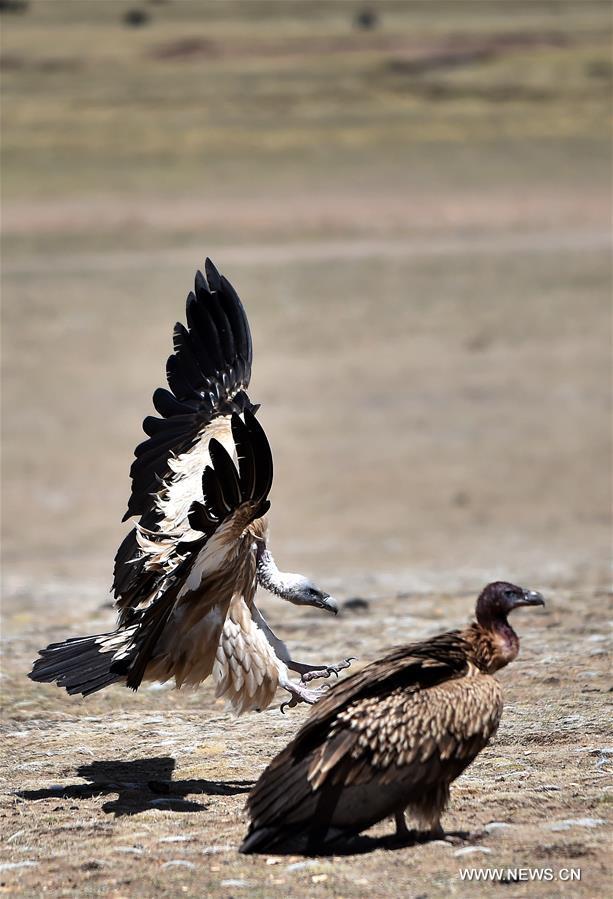Des vautours dans le sud-ouest de la Chine