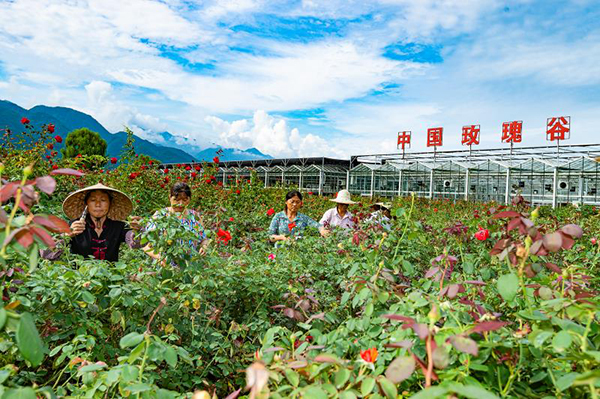 La vallée de roses chinoise à Mianzhu(photographe : Liao Zhiquan)