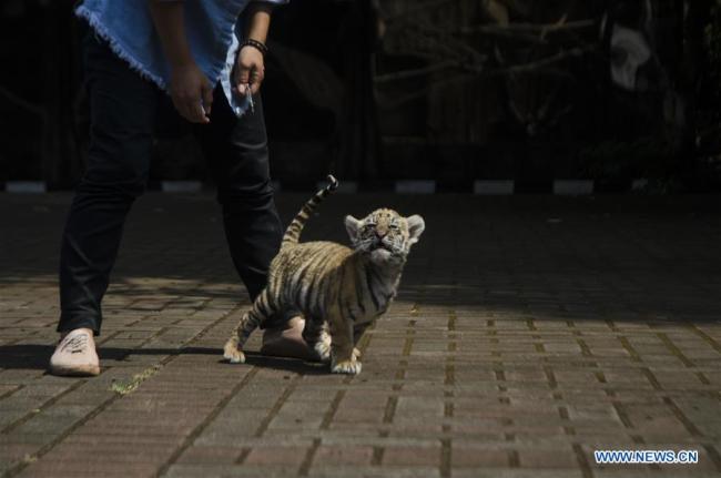 Photo prise le 16 octobre 2018 montrant un bébé tigre du Bengale au zoo de Bandung, en Indonésie. (Xinhua/Septianjar)