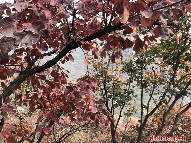 Pofengling est une colline particulièrement renommée pour sa couverture automnale de feuilles rouges, raison pour laquelle elle reste un endroit très prisé pour une sortie saisonnière chez les résidents de Beijing. Elle se trouve à seulement 52 km du centre-ville de la capitale. La zone d'observation des feuilles rouges couvre quant à elle environ 100 hectares et un sentier de randonnée long de 6 km ne représente qu'un défi modéré en raison de la pente douce de la montagne.