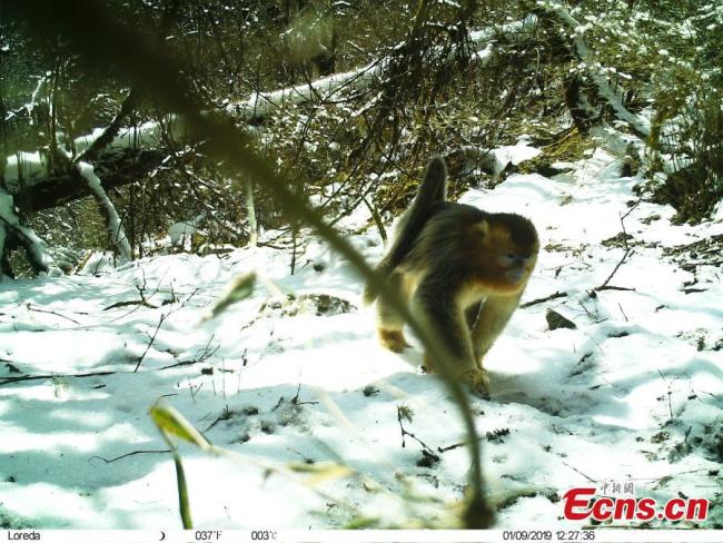 En photos : des animaux sauvages découverts dans une réserve naturelle du Sichuan