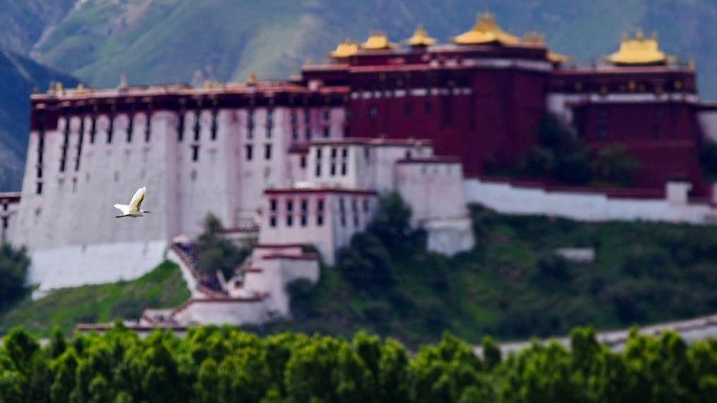 तिब्बती लालू सिमसारको पर्यावरणीय वातावरणमा सुधार