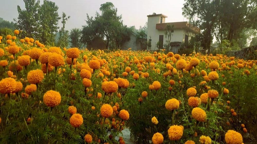 धनगढीमा पाँच बिघामा व्यावसायिक फूल खेती