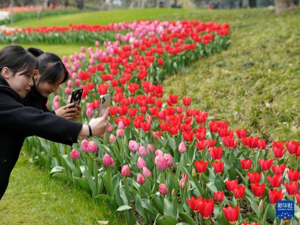 Bunga Tulip yang Menawan di Hangzhou