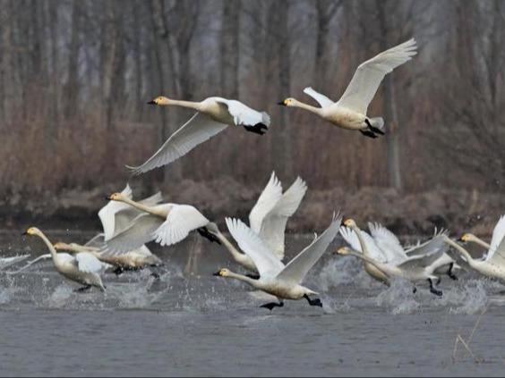 Kelompok Swan Singgah di Caofeidian dalam Penerbangan Hijrah ke Utara