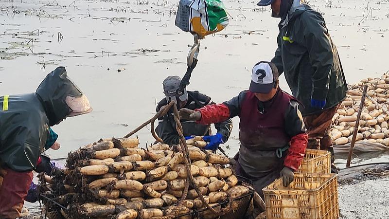 برداشت ریشه نیلوفر آبی در «لیان یونگ گانگ»