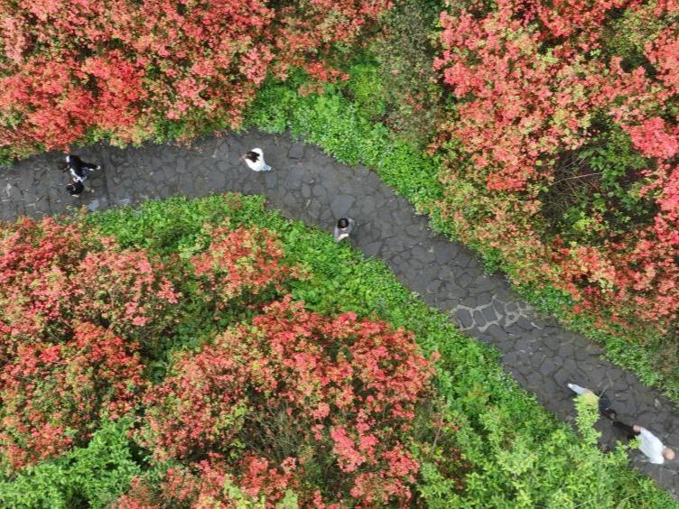 Pegunungan di Guizhou Bertaburan Bunga Azalea