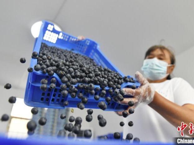 Tuai Hasil Lumayan Tanam Beri Biru