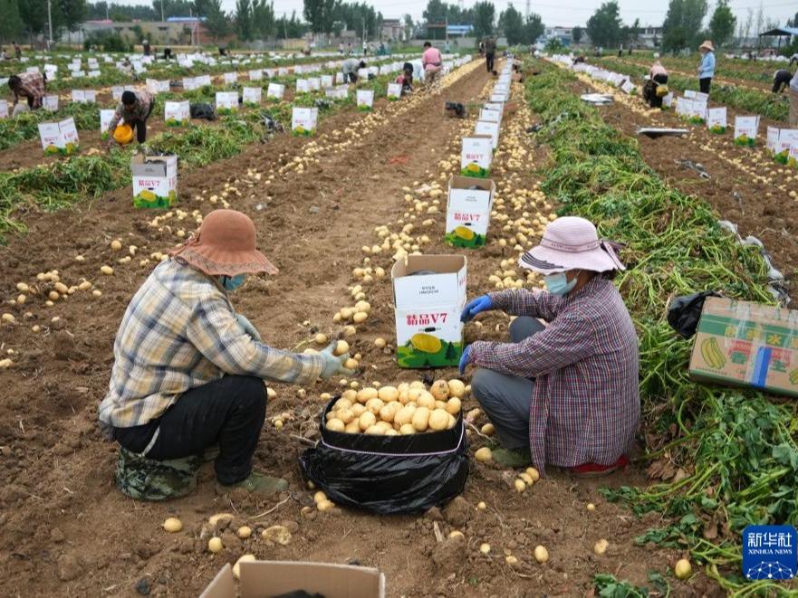 Tengzhou Pacu Industri Ubi Kentang