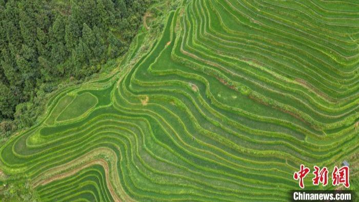 Pemandangan Teres pada Musim Panas