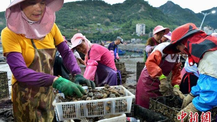 Nelayan Fujian Sibuk Tuai Abalone