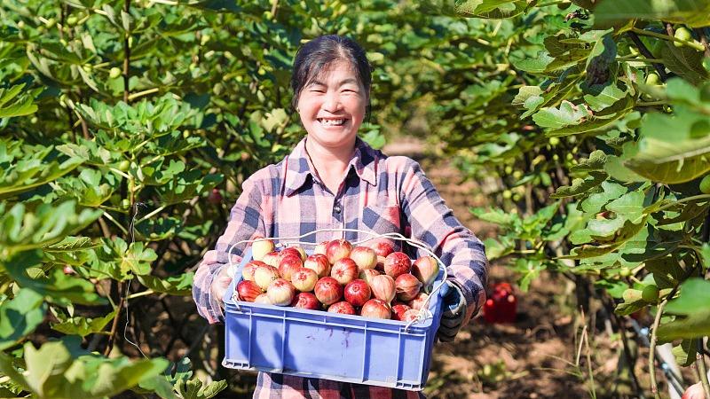 Tuaian Buah Ara di Guangxi