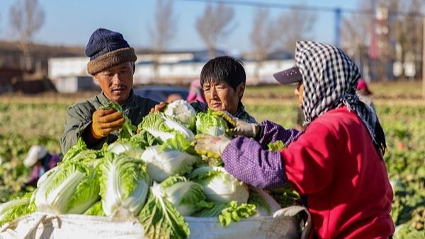 Menuai Kubis Panjang di Kaunti Faku