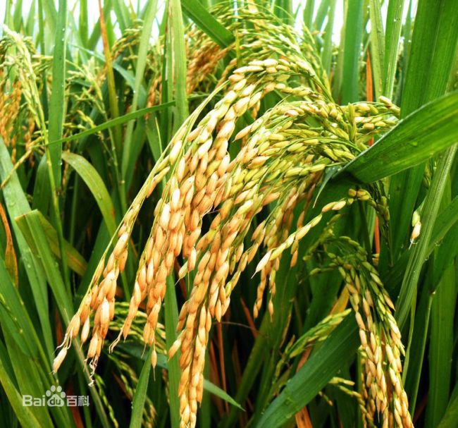 The Lyuhan No. 1 (Green Drought) rice breed. [File photo: baidu.com]