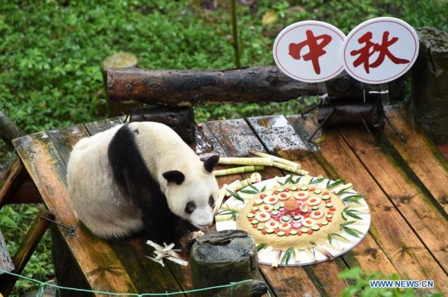 Fotografie, která byla pořízena 24. září 2018, ukazuje, jak si Xinxing (Sin-sing) užívala speciální měsíční koláč v zoologické zahradě v Chongqingu (Čchung-čching) v jihozápadní Číně. Xinxing, nejstarší panda velká na světě, zemřela v zoologické zahradě 8. prosince, oznámila zoologická zahrada v pondělí. Bylo jí 38 let. (Xinhua / Tang Yi)