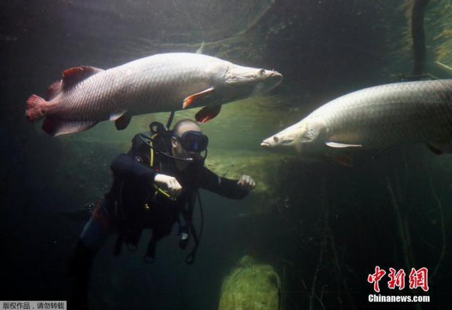 Hier, le plus grand aquarium d'Europe a ouvert ses portes dans la ville de Lausanne, en Suisse.