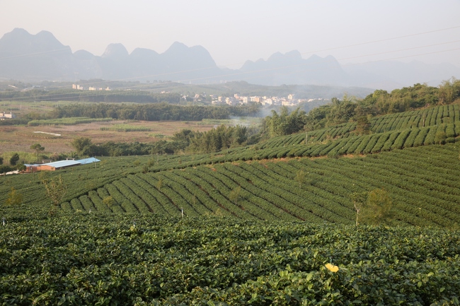 L’assistance aux habitants déshérités de la ville de Qingyuan de la province du Guangdong par la culture de théiers