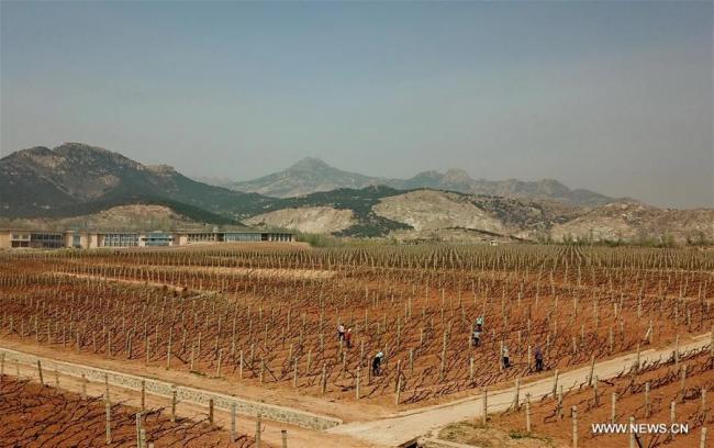 Culture de la vigne dans un bourg de Changli, un district de la province chinoise du Hebei (nord), le 24 avril 2018. La superficie des plantations de raisin destiné à la production de vin et à la consommation a atteint 3.333 hectares, générant chaque année une production d'une valeur supérieure à 48 millions de dollars. (Photo : Yang Shiyao)