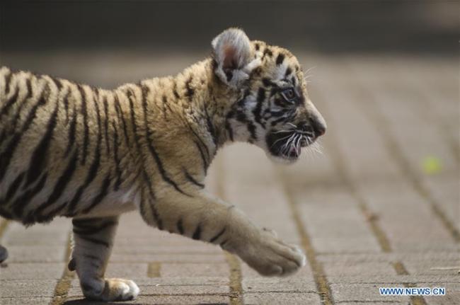 Photo prise le 16 octobre 2018 montrant un bébé tigre du Bengale au zoo de Bandung, en Indonésie. (Xinhua/Septianjar)