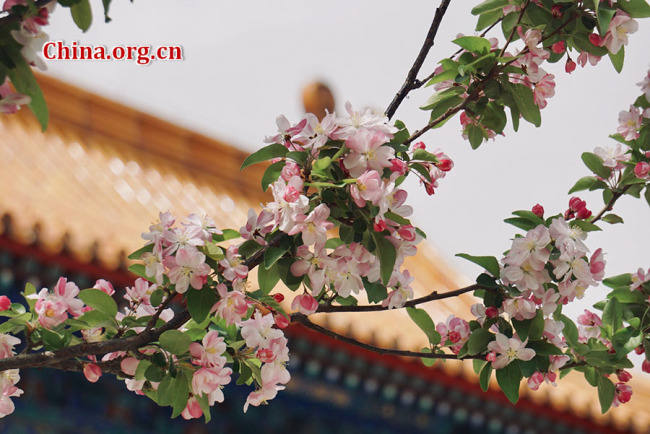 Des poiriers en fleurs avec en fond le Palais Shoukang (Palais de la Longévité et de la Santé) de la Cité Interdite, le 5 avril 2019 à Beijing. (Photo Wan Lina / China.org.cn)