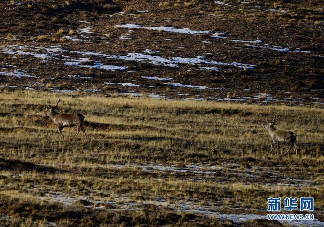 Venez découvrir des animaux sauvages dans la réserve naturelle de Sanjiangyuan
