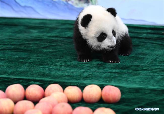 Yuan Yuan, l'un des bébés jumeaux pandas.